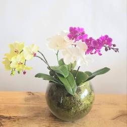 Three orchid stems in a glass bowl vase with moss