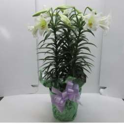 Triple Stem Easter Lily