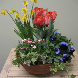 A Kiss of Spring GC-G005