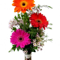 Gerbera Daisies Cheer Vase