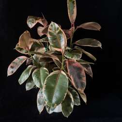 Houseplant- Ruby Ficus