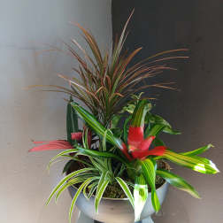 Stunning red and green plant mix 1