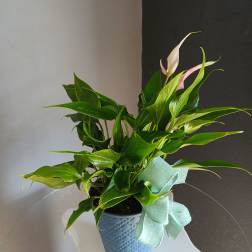 Small pink anthurium