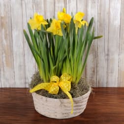 Potted yellow daffodils in a white woven basket with moss and a yellow polka dot bow.