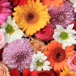 Vase designers Choice