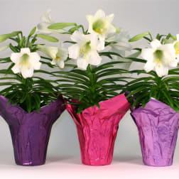 Easter Lily