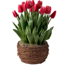 Tulip Plant
