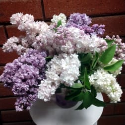 Vase of lush lavender and white flower clusters arranged on a small round table.