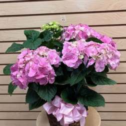 Pink Hydrangea in a 8" Basket