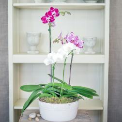 Potted white and magenta phalaenopsis orchids in a low white ceramic bowl planter.