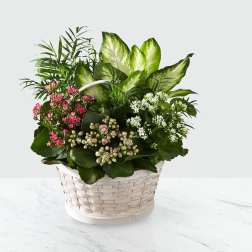 Basket arrangement of pink and white flowering plants with lush green foliage
