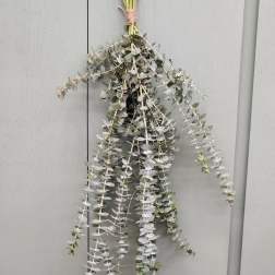 Bundle of eucalyptus stems tied together and hanging vertically