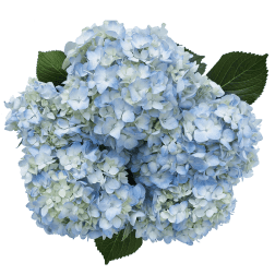 Cluster of pale blue hydrangea blooms with a few dark green leaves