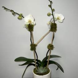 White phalaenopsis orchid plant with moss accents and a succulent in a white pot.