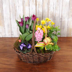 Wicker basket garden with purple tulips, yellow daffodils, pink hyacinth, violets, and trailing ivy with a striped bow