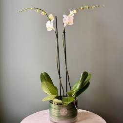 White phalaenopsis orchid plant with two tall blooming stems in a low glass pot