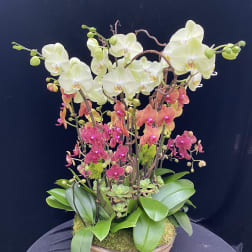 Orchid arrangement with white and pink blooms in a low bowl planter