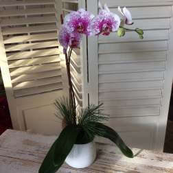 Potted orchid with white and magenta blooms in a white ceramic pot