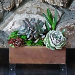 Succulent arrangement in a rectangular wooden planter with moss and stones