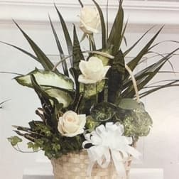 White roses in a woven basket with a large white ribbon