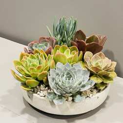 Succulent planter