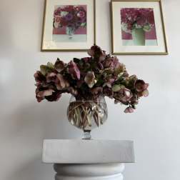 ''Helleborus'' lente roses