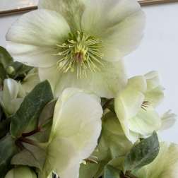 white Helleborus