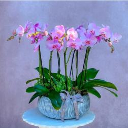 Pink orchid arrangement in a textured round planter with a ribbon