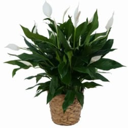 Potted peace lily plant with white blooms in a woven basket