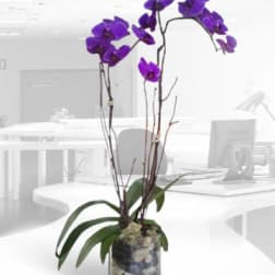 Purple orchid plant in a glass vase with stones