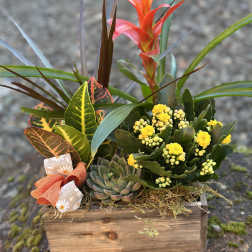 Succulent arrangement with yellow blooms in a wooden box