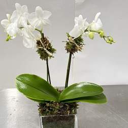 White orchid plant in a clear square vase with moss