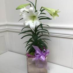 Potted white lily plant in a wooden box with purple bow and a small white votive candle beside it.