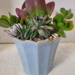 Succulent Medium Container