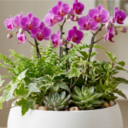 Pink orchids in a white planter with assorted succulents and ivy