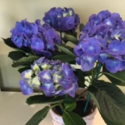 Hydrangea plant