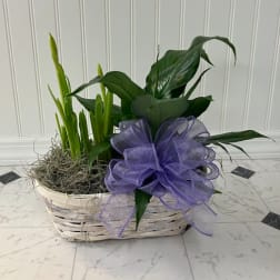 Green potted plants in a white basket with moss and a large purple ribbon bow