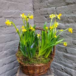 Blooming Spring Bulb Garden