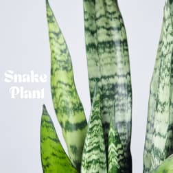 Close-up of snake plant leaves with green variegation
