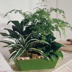 Mixed potted houseplants in a green rectangular planter with decorative stones