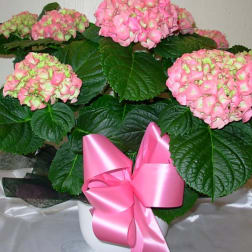 Potted pink hydrangea plant with dark leaves in a white container, finished with a large pink satin bow.