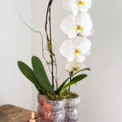White orchid plant in a textured pot with a lit candle beside it