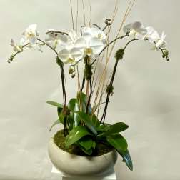 White orchids arranged in a round ceramic planter