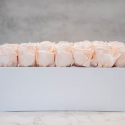 Blush Roses in white rectangle