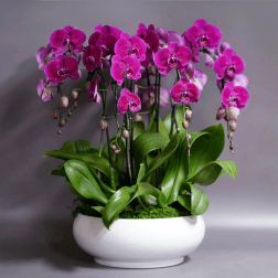 The Majesty- Large orchid arrangement (Free delivery in Miami)