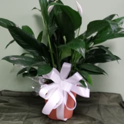 Potted peace lily plant with white blooms and a white ribbon bow
