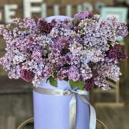 Lavender lilac bouquet in a round pastel box with a ribbon