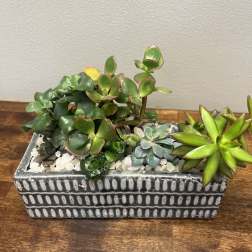 Succulent arrangement in a rectangular ceramic planter