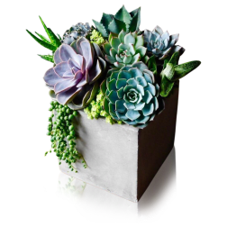 Stone Succulents
