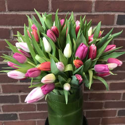 Bouquet of pink and white tulips in a tall vase